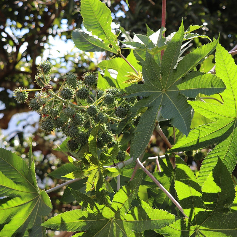 EvasHair - Haitian Black Castor (Ricin) Oil